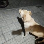 Canje de Armas