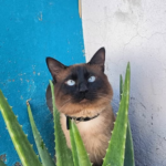 ¡AYÚDANOS A QUE TAKAMURA VUELVA A CASA!